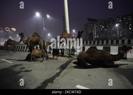 Un Sikh de Nihang s'occupe d'un chameau près du site de protestation à la frontière de Ghazipur (Delhi-Uttar Pradesh), à la périphérie de New Delhi, en Inde, sur 20 novembre 2021. (Photo de Mayank Makhija/NurPhoto) Banque D'Images