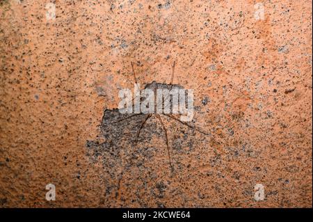 Une araignée de tronc d'arbre (Hersiliidae) imite la partie blanche du mur dans la maison sur le mur orange pour une proie facile à Tehatta, Bengale occidental; Inde le 18/11/2021. Ils ont deux épinettes proéminentes qui sont presque aussi longues que leur abdomen, leur donnant le surnom d'« araignées à deux queues ». (Photo de Soumyabrata Roy/NurPhoto) Banque D'Images