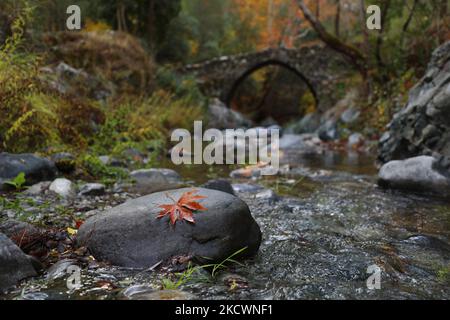 Feuille d'érable sur le fond du vieux pont vénitien d'Elia près du village forestier d'Agios Nicolaos dans les montagnes Troodos. Chypre, samedi, 27 novembre 2021. (Photo de Danil Shamkin/NurPhoto) Banque D'Images