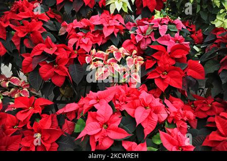 Poinsettia plants (Euphorbia pulcherrima) exposés à une serre avant la saison de Noël à Toronto, Ontario, Canada, on 27 novembre 2021. Les poinsettias sont des décorations de Noël populaires et le motif en forme d'étoile de feuilles est dit pour symboliser l'étoile de Bethléem, et la couleur rouge représente le sacrifice de sang de la crucifixion de Jésus. (Photo de Creative Touch Imaging Ltd./NurPhoto) Banque D'Images