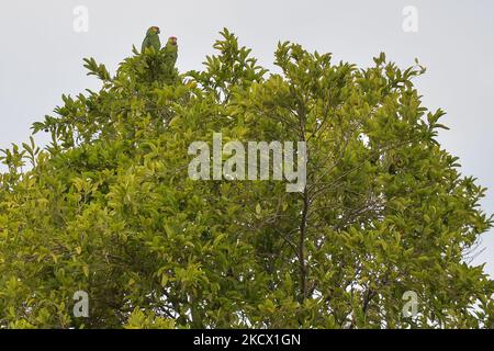 Une paire de parakeet verte vue au sommet d'un arbre, sur le Paseo de Montejo, dans le centre de Mérida. Mardi, 30 novembre 2021, à Mérida, Yucatan, Mexique. (Photo par Artur Widak/NurPhoto) Banque D'Images