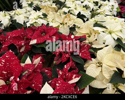 Poinsettia plants (Euphorbia pulcherrima) exposés à une serre avant la saison de Noël à Unionville, Ontario, Canada, on 04 décembre 2021. Les poinsettias sont des décorations de Noël populaires et le motif en forme d'étoile de feuilles est dit pour symboliser l'étoile de Bethléem, et la couleur rouge représente le sacrifice de sang de la crucifixion de Jésus. (Photo de Creative Touch Imaging Ltd./NurPhoto) Banque D'Images