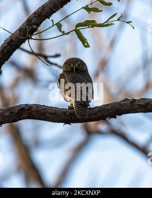 Un Owlet de la jungle perché sur une branche d'arbre à l'intérieur du parc national de Pench pendant un safari Banque D'Images