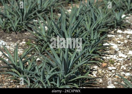 Un champ de plantes henequen de San Eduardo Hacienda (ferme de Saint Edward), à Dzemul près de Telchac Pueblo. Mercredi, 01 décembre 2021, à Motul, Yucatan, Mexique. (Photo par Artur Widak/NurPhoto) Banque D'Images