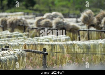 Racks de fibres de henequen séchées à San Eduardo Hacienda (ferme de Saint Edward), à Dzemul près de Telchac Pueblo. Mercredi, 01 décembre 2021, à Motul, Yucatan, Mexique. (Photo par Artur Widak/NurPhoto) Banque D'Images