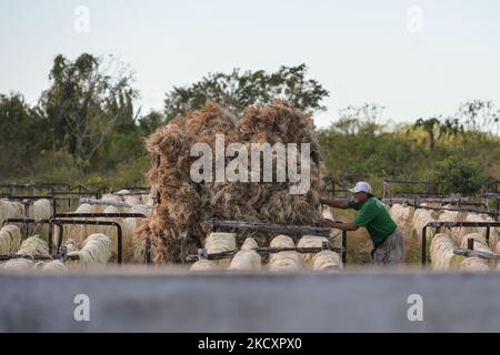 Un homme pousse un wagon avec des feuilles de henequen entre les racks de fibres de henequen séchées à San Eduardo Hacienda (ferme de Saint Edward), à Dzemul près de Telchac Pueblo. Mercredi, 01 décembre 2021, à Motul, Yucatan, Mexique. (Photo par Artur Widak/NurPhoto) Banque D'Images