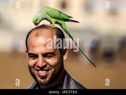 Le perroquet à anneaux roses (Psittacula krameri) perche sur un homme principal dans la ville de Gaza, 13 décembre 2021. (Photo de Majdi Fathi/NurPhoto) Banque D'Images