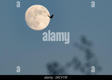 Le ciel se prépare à la pleine lune le 19 décembre, la pleine lune du froid. La montée des gibbous sur le ciel de Rieti, le 17 décembre 2021. (Photo de Riccardo Fabi/NurPhoto) Banque D'Images