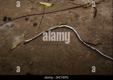 Un chat domestique a tué un serpent d'arbre Bronzeback (Dendrelaphis tristis) à Tehatta, Bengale-Occidental, Inde le 12/12/2021. (Photo de Soumyabrata Roy/NurPhoto) Banque D'Images