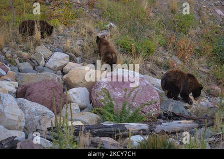 Une mère ours noir et ses petits vus le long de la Red Rock Parkway à l'intérieur du parc national des Lacs-Waterton. Le mardi 5 octobre 2021, à Waterton, Alberta, Canada. (Photo par Artur Widak/NurPhoto) Banque D'Images