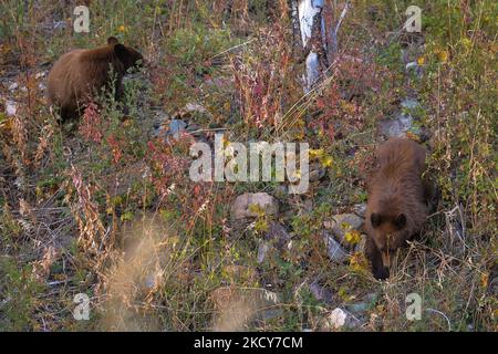 Une mère ours noir et son cub vus le long de la Red Rock Parkway à l'intérieur du parc national des Lacs-Waterton. Le mardi 5 octobre 2021, à Waterton, Alberta, Canada. (Photo par Artur Widak/NurPhoto) Banque D'Images