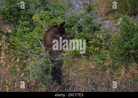 Ours noir américain frottant contre un arbre vu au parc national des Lacs-Waterton. Le mardi 5 octobre 2021, à Waterton, Alberta, Canada. (Photo par Artur Widak/NurPhoto) Banque D'Images