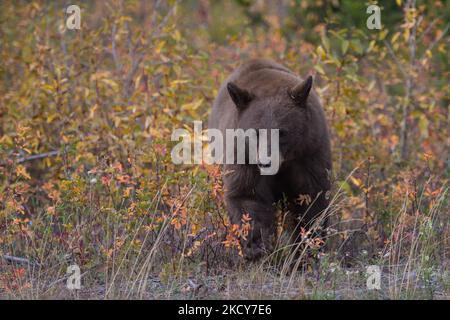 Ours noir américain vu au parc national des Lacs-Waterton. Le mardi 5 octobre 2021, à Waterton, Alberta, Canada. (Photo par Artur Widak/NurPhoto) Banque D'Images