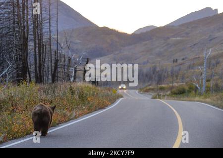 Un ours noir américain marche le long de la Red Rock Parkway à l'intérieur du parc national de Waterton Lakes. Le mardi 5 octobre 2021, à Waterton, Alberta, Canada. (Photo par Artur Widak/NurPhoto) Banque D'Images