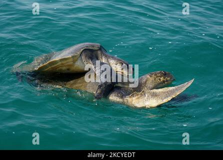 Une paire de tortues Olive Ridley matt à l'intérieur de la baie de la mer du Bengale, juste au large de la rocarie de Rushikulya, à 145 km de la capitale de l'État indien de l'est, Bhubaneswar. Les tortues Olive Ridley en voie de disparition se sont rassemblées sur la côte est de la baie du Bengale pour leur nidification massive sur les côtes d'Odisha. (Photo par STR/NurPhoto) Banque D'Images