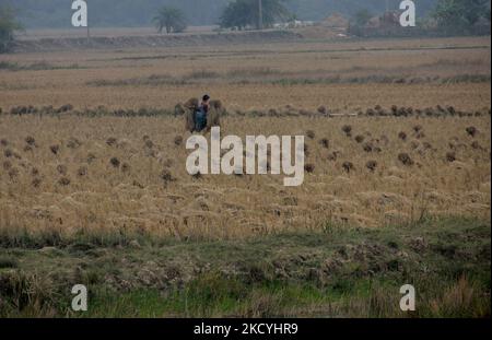 Les agriculteurs des villages de la zone rurale collectent leurs ripen padies et les transportent vers leur domicile depuis les champs agricoles à la périphérie de la ville de Bhubaneswar, la capitale de l'État indien de l'est d'Odisha. Le service local de métrologie alerte les agriculteurs de la zone côtière de recueillir leurs padides et des stocker dans le lieu de sécurité avant la pluie déverse sous forme de basse pression dans la baie de la mer du Bengale., le 29 décembre 2021. (Photo par STR/NurPhoto) Banque D'Images