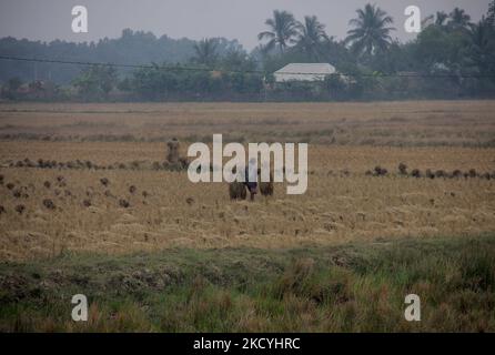 Les agriculteurs des villages de la zone rurale collectent leurs ripen padies et les transportent vers leur domicile depuis les champs agricoles à la périphérie de la ville de Bhubaneswar, la capitale de l'État indien de l'est d'Odisha. Le service local de métrologie alerte les agriculteurs de la zone côtière de recueillir leurs padides et des stocker dans le lieu de sécurité avant la pluie déverse sous forme de basse pression dans la baie de la mer du Bengale., le 29 décembre 2021. (Photo par STR/NurPhoto) Banque D'Images