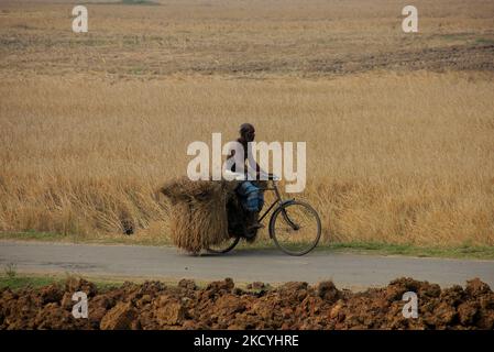 Les agriculteurs des villages de la zone rurale collectent leurs ripen padies et les transportent vers leur domicile depuis les champs agricoles à la périphérie de la ville de Bhubaneswar, la capitale de l'État indien de l'est d'Odisha. Le service local de métrologie alerte les agriculteurs de la zone côtière de recueillir leurs padides et des stocker dans le lieu de sécurité avant la pluie déverse sous forme de basse pression dans la baie de la mer du Bengale., le 29 décembre 2021. (Photo par STR/NurPhoto) Banque D'Images