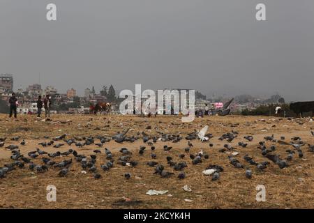 Parc rempli de pigeons, de vaches et de personnes mangeant des bonbons de coton et ayant pique-nique à Katmandou, Népal. Les bâtiments de la ville de Katmandou sont vus en arrière-plan. (Photo de Creative Touch Imaging Ltd./NurPhoto) Banque D'Images