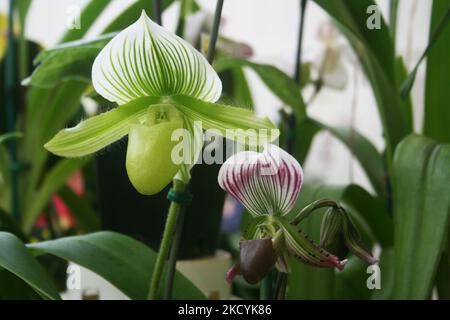 Orchidées de Lady Slipper exposées aux jardins d'orchidées d'Akatsuka sur la grande île d'Hawaï, aux États-Unis. (Photo de Creative Touch Imaging Ltd./NurPhoto) Banque D'Images