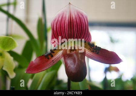 Exposition d'orchidées de Lady Slipper aux jardins d'orchidées d'Akatsuka sur la grande île d'Hawaï, États-Unis. (Photo de Creative Touch Imaging Ltd./NurPhoto) Banque D'Images