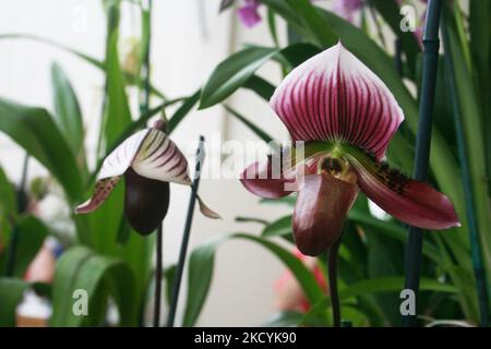 Orchidées de Lady Slipper exposées aux jardins d'orchidées d'Akatsuka sur la grande île d'Hawaï, aux États-Unis. (Photo de Creative Touch Imaging Ltd./NurPhoto) Banque D'Images