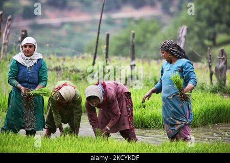 Les femmes cachemiri plantent des jeunes plants de riz dans un champ de riz à Kangan, au Cachemire, en Inde, au 23 juin 2010. (Photo de Creative Touch Imaging Ltd./NurPhoto) Banque D'Images