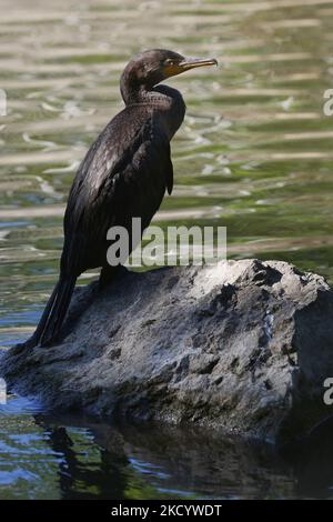 Cormorant à double crête (Phalacrocorax auritus) perché sur une roche dans un étang à Unionville, Ontario, Canada, on 25 août 2019. (Photo de Creative Touch Imaging Ltd./NurPhoto) Banque D'Images