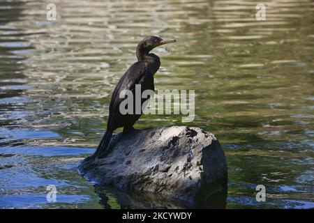 Cormorant à double crête (Phalacrocorax auritus) perché sur une roche dans un étang à Unionville, Ontario, Canada, on 25 août 2019. (Photo de Creative Touch Imaging Ltd./NurPhoto) Banque D'Images