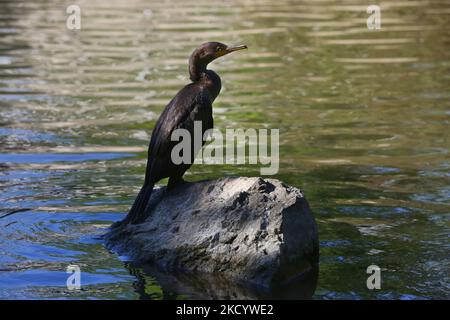 Cormorant à double crête (Phalacrocorax auritus) perché sur une roche dans un étang à Unionville, Ontario, Canada, on 25 août 2019. (Photo de Creative Touch Imaging Ltd./NurPhoto) Banque D'Images