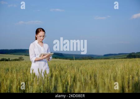 Femme écologiste scientifique en manteau blanc dans un champ vert d'épis de maïs non mûrs et enregistrement de données sur un appareil de tablette. Chercheuse, bi Banque D'Images