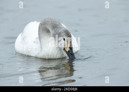 Cygne de Bewick Cygnus columbarius bewickii, juvénile sur l'eau, Slimbridge, Gloucestershire, Royaume-Uni, Mars Banque D'Images