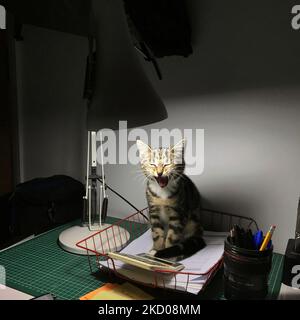 © 2022 John Angerson. Le chaton de 2 mois 'Pearly Whiskers' essaie de rester éveillé au bureau, qui est éclairé par une lampe de bureau. Banque D'Images