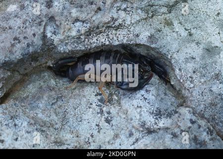 Gros plan naturel d'un Scorpion européen à queue jaune, Euscorpius flavicaudis Banque D'Images