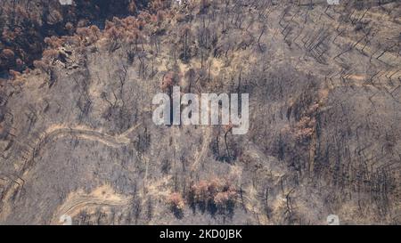 Images de haut en bas de la forêt brûlée dans la montagne. Le drone capture une vue aérienne des séquelles des incendies de forêt de l'île d'Evia, l'une des plus grandes catastrophes environnementales du pays. Les scientifiques affirment que les feux de forêt ont été causés par le changement climatique après une longue période de temps sec avec des températures records dans le sud de l'Europe et la région méditerranéenne, causant les feux de forêt. Les populations locales sont dévastées comme l'économie a été affectée par le feu, il était fortement lié à la nature et la forêt pour la production de miel ou de résine mais aussi pour le tourisme comme la région était un desti de nature populaire Banque D'Images