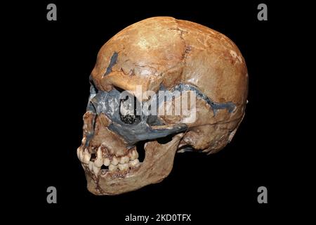 Homo sapiens crâne d'enfant grotte de Qafzeh, Israël - Qafzeh11 Banque D'Images