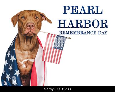 Journée du souvenir de Pearl Harbor. Chiot sucré et drapeau américain. Photo de studio. Gros plan, pas de personne. Concept des fêtes nationales. Félicitations pour la famille, r Banque D'Images