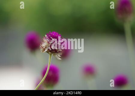 Gomphrena globosa (également appelé globe amaranth) fleur. Cette plante est commune dans la conception de paysage et de couper des jardins pour ses couleurs vives Banque D'Images