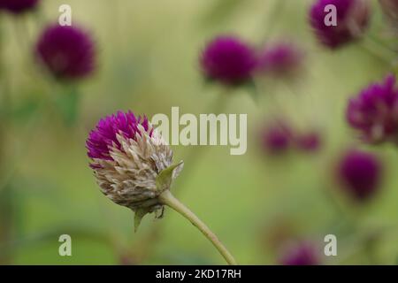 Gomphrena globosa (également appelé globe amaranth) fleur. Cette plante est commune dans la conception de paysage et de couper des jardins pour ses couleurs vives Banque D'Images