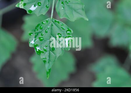 Liège, liège indien ou Millingtonia hortensis Linn ou BIGNONIACEAE Banque D'Images