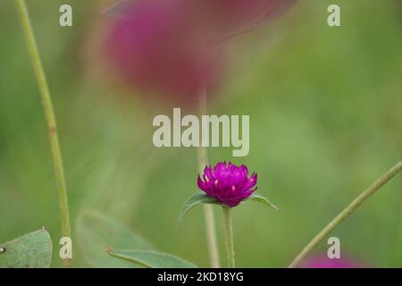 Gomphrena globosa (également appelé globe amaranth) fleur. Cette plante est commune dans la conception de paysage et de couper des jardins pour ses couleurs vives Banque D'Images