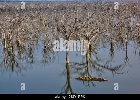 Des arbres morts (dont beaucoup ont été détruits par des éléphants) dans le réservoir de Weheragala au parc national de Yala à Kataragama, Sri Lanka. Le parc national Yala est le plus ancien et le plus connu du Sri Lanka et a été désigné sanctuaire de la faune en 1900 et parc national en 1938. (Photo de Creative Touch Imaging Ltd./NurPhoto) Banque D'Images