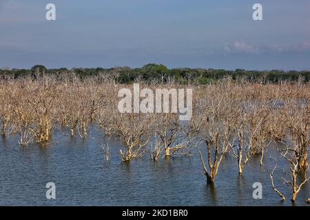 Des arbres morts (dont beaucoup ont été détruits par des éléphants) dans le réservoir de Weheragala au parc national de Yala à Kataragama, Sri Lanka. Le parc national Yala est le plus ancien et le plus connu du Sri Lanka et a été désigné sanctuaire de la faune en 1900 et parc national en 1938. (Photo de Creative Touch Imaging Ltd./NurPhoto) Banque D'Images