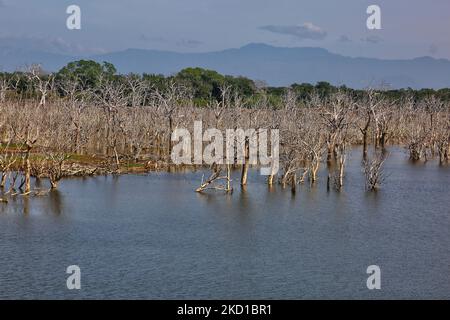 Des arbres morts (dont beaucoup ont été détruits par des éléphants) dans le réservoir de Weheragala au parc national de Yala à Kataragama, Sri Lanka. Le parc national Yala est le plus ancien et le plus connu du Sri Lanka et a été désigné sanctuaire de la faune en 1900 et parc national en 1938. (Photo de Creative Touch Imaging Ltd./NurPhoto) Banque D'Images