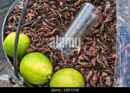 Seau rempli de Chapiculines, sauterelles séchées et grillées, spécialité mexicaine préhispanique, à vendre dans une rue de San Cristobal de las Casas. Jeudi, 27 janvier 2022, à San Cristobal de las Casas, Chiapas, Mexique. (Photo par Artur Widak/NurPhoto) Banque D'Images