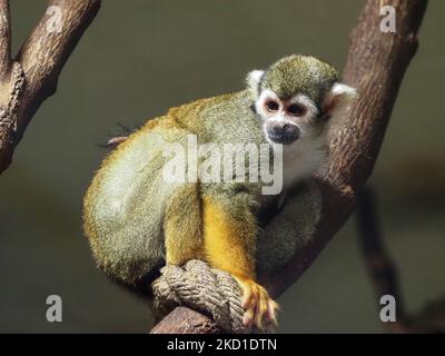 Vienne, Autriche. 29th août 2022. Un singe commun d'écureuil vu dans le zoo de Schönbrunn. Le zoo de Schönbrunn (Tiergarten Schönbrunn) est un zoo situé sur le territoire du palais et parc de Schönbrunn, à la périphérie de Vienne. Fondé en 1752, c'est le plus ancien zoo d'Europe. Plus de 8500 animaux (environ 700 espèces) vivent ici aujourd'hui. Plus de 2 millions de personnes visitent le zoo chaque année. (Credit image: © Igor Golovniov/SOPA Images via ZUMA Press Wire) Banque D'Images