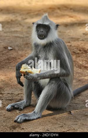 Langur gris touffeté (Semnopithecus priam), également connu sous le nom de langur gris de Madras manger du pain au parc national de Yala à Kataragama, Sri Lanka. Le parc national Yala est le plus ancien et le plus connu du Sri Lanka et a été désigné sanctuaire de la faune en 1900 et parc national en 1938. (Photo de Creative Touch Imaging Ltd./NurPhoto) Banque D'Images