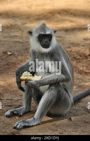 Langur gris touffeté (Semnopithecus priam), également connu sous le nom de langur gris de Madras manger du pain au parc national de Yala à Kataragama, Sri Lanka. Le parc national Yala est le plus ancien et le plus connu du Sri Lanka et a été désigné sanctuaire de la faune en 1900 et parc national en 1938. (Photo de Creative Touch Imaging Ltd./NurPhoto) Banque D'Images