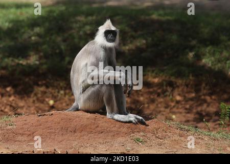 Langur gris touffeté (Semnopithecus priam), également connu sous le nom de langur gris de Madras au parc national de Yala à Kataragama, Sri Lanka. Le parc national Yala est le plus ancien et le plus connu du Sri Lanka et a été désigné sanctuaire de la faune en 1900 et parc national en 1938. (Photo de Creative Touch Imaging Ltd./NurPhoto) Banque D'Images