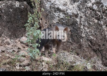Hyena cub marron dans le coin Banque D'Images